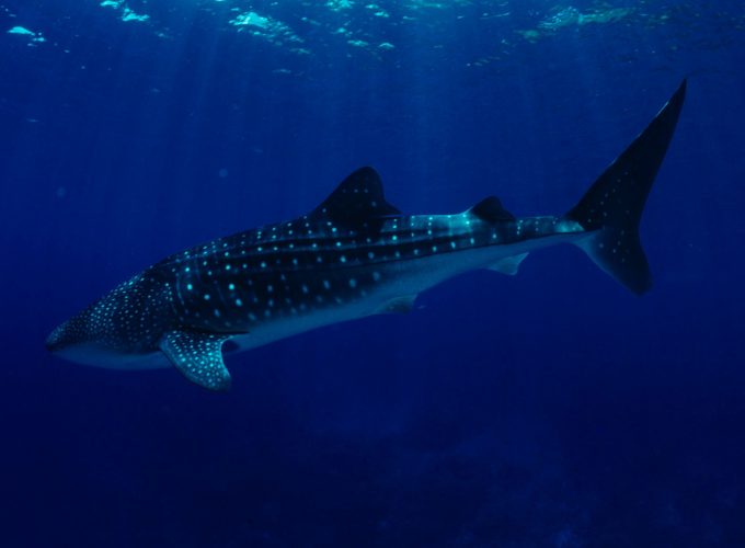 Wallpaper Philippines, South China Sea, Sharks, Whale Sharks, tourism, diving, underwater, blue sea, World&349555408